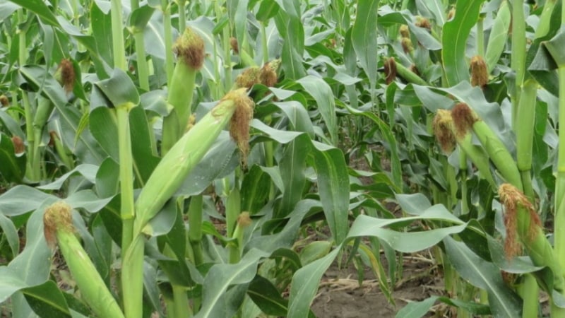 Ano ang feed corn, kung paano ito makilala sa pagkain na mais at kung saan ito gagamitin