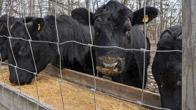 Cos'è il mais da foraggio, come distinguerlo dal mais alimentare e dove utilizzarlo