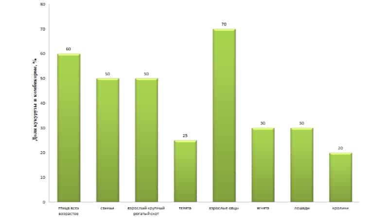 Cos'è il mais da foraggio, come distinguerlo dal mais alimentare e dove utilizzarlo