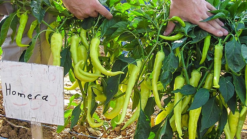 Et utvalg av de beste variantene av varm paprika og tips for å velge dem