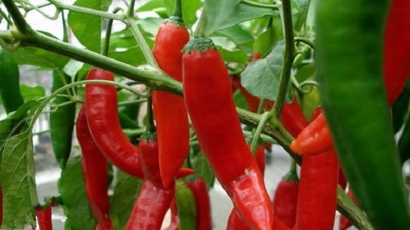 Et utvalg av de beste variantene av varm paprika og tips for å velge dem