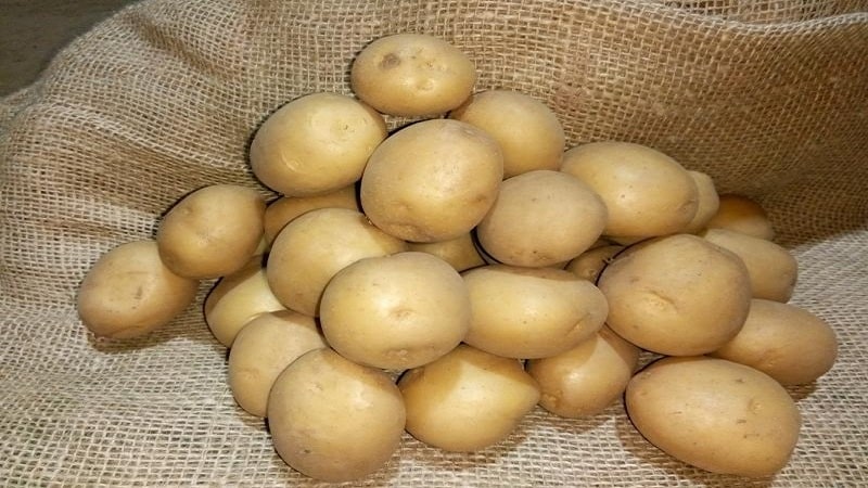 Delicious early ripening potatoes Colomba (Colombo) from Dutch breeders