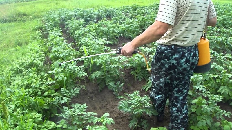 Gardi agri nogatavojušies kartupeļi Colomba (Colombo) no holandiešu audzētājiem