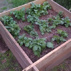 Heerlijke vroegrijpe aardappelen Colomba (Colombo) van Nederlandse veredelaars