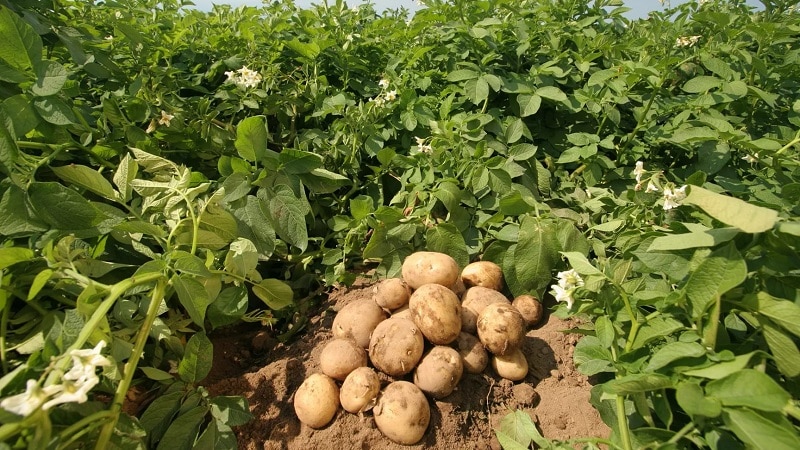 Heerlijke vroegrijpe aardappelen Colomba (Colombo) van Nederlandse veredelaars