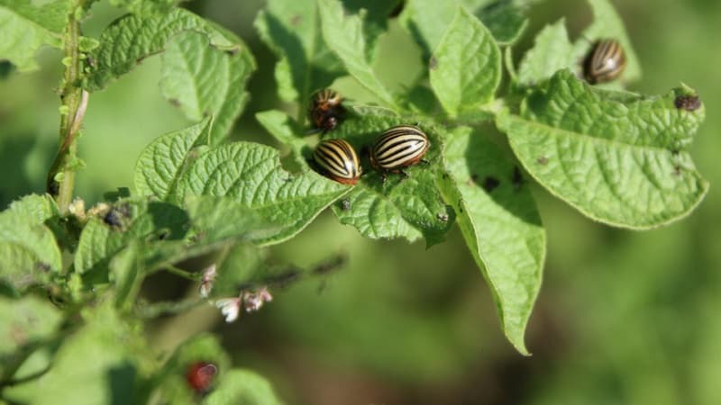 Gardi agri nogatavojušies kartupeļi Colomba (Colombo) no holandiešu audzētājiem