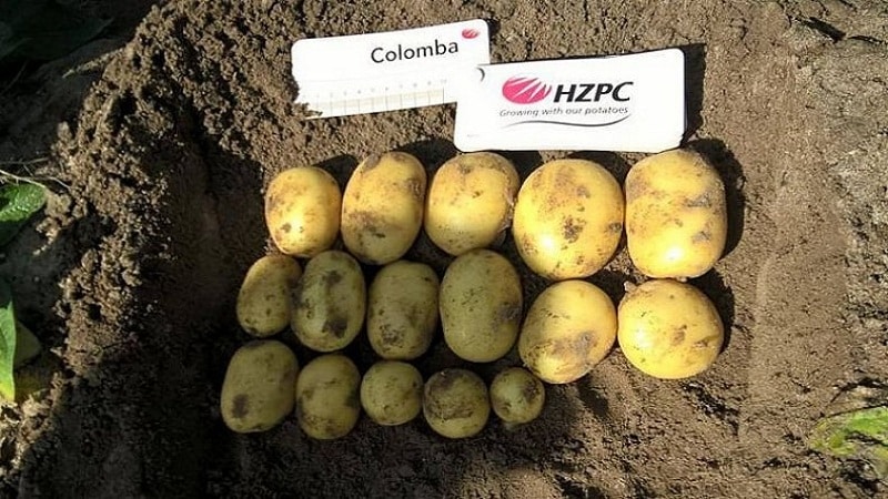 Gardi agri nogatavojušies kartupeļi Colomba (Colombo) no holandiešu audzētājiem