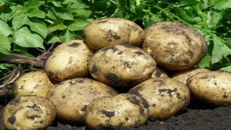 Deliciosas patatas de maduración temprana Colomba (Colombo) de criadores holandeses