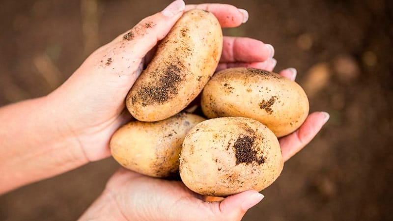 Gardi agri nogatavojušies kartupeļi Colomba (Colombo) no holandiešu audzētājiem