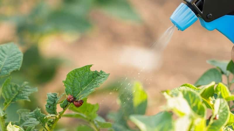 Gardi agri nogatavojušies kartupeļi Colomba (Colombo) no holandiešu audzētājiem