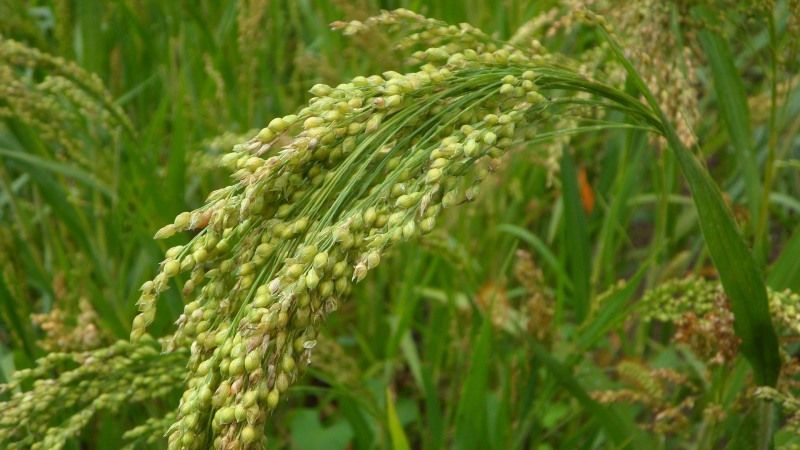 Di che grano è fatto il miglio e perché è necessario?