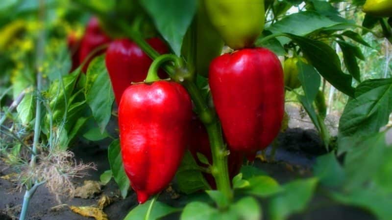 Hur ofta man vattnar paprika i ett växthus: en guide till korrekt vattning för hög avkastning