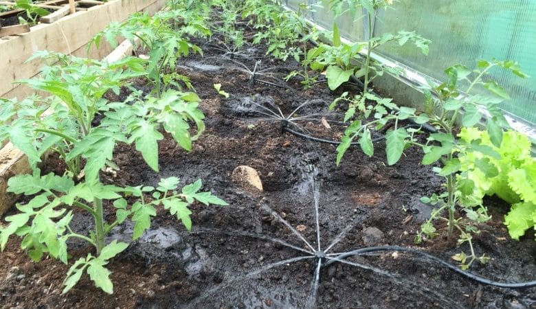 Hur ofta man vattnar paprika i ett växthus: en guide till korrekt vattning för hög avkastning