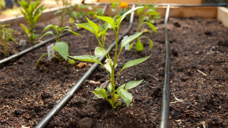 Hur ofta man vattnar paprika i ett växthus: en guide till korrekt vattning för hög avkastning