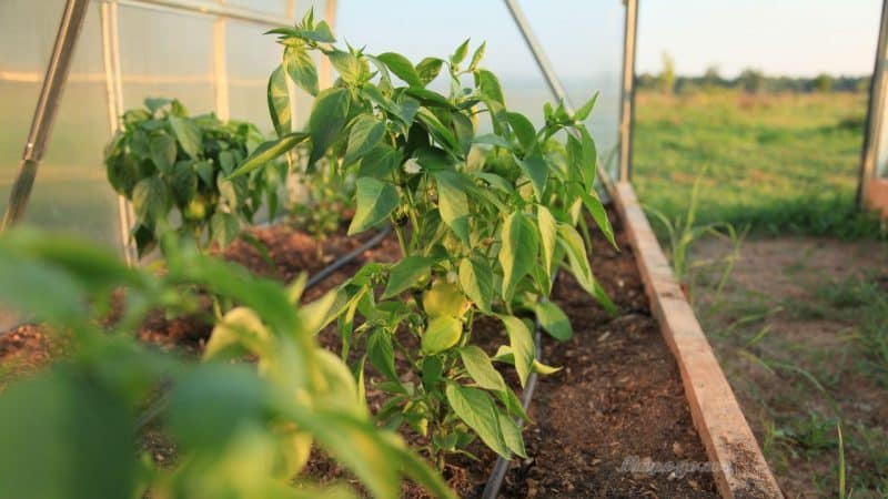 Hur ofta man vattnar paprika i ett växthus: en guide till korrekt vattning för hög avkastning