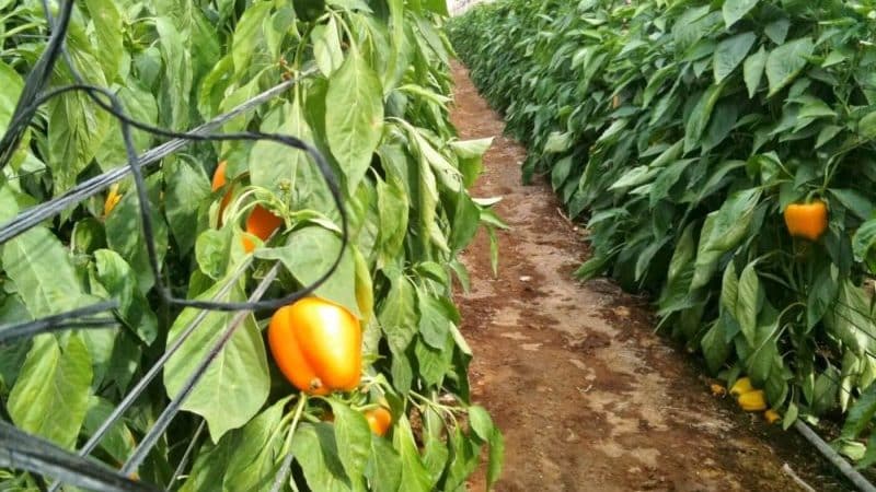 Hur ofta man vattnar paprika i ett växthus: en guide till korrekt vattning för hög avkastning