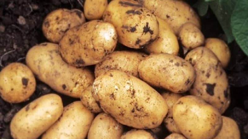 Early low-growing potato variety Jewel from Germany