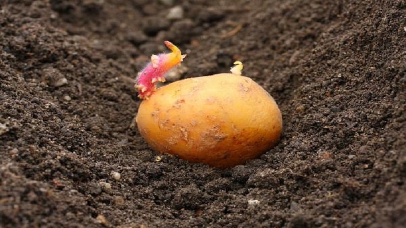 Variété de pomme de terre précoce à croissance basse Jewel d'Allemagne