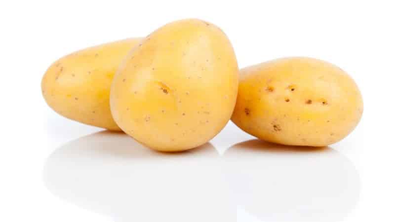 Early low-growing potato variety Jewel from Germany