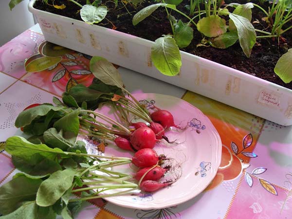 Cómo cultivar adecuadamente rábanos en el alféizar de una ventana en invierno: instrucciones paso a paso y consejos útiles