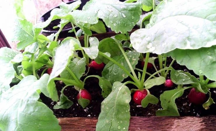 Cómo cultivar adecuadamente rábanos en el alféizar de una ventana en invierno: instrucciones paso a paso y consejos útiles