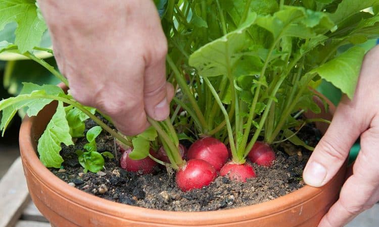 Como cultivar rabanetes adequadamente no parapeito de uma janela no inverno: instruções passo a passo e dicas úteis