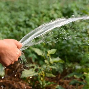 Com regar una carbassa a terra oberta: instruccions pas a pas per als jardiners principiants