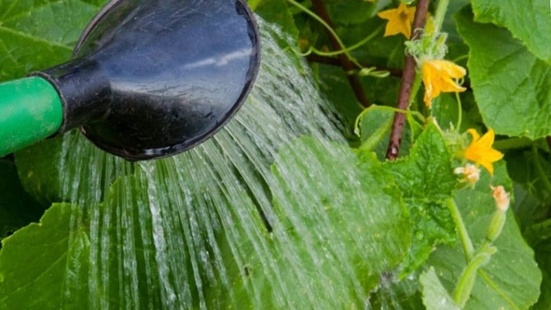 Comment arroser une citrouille en pleine terre : instructions étape par étape pour les jardiniers débutants