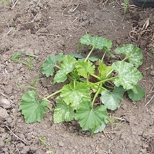 Comment arroser une citrouille en pleine terre : instructions étape par étape pour les jardiniers débutants