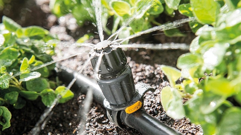 Come innaffiare una zucca in piena terra: istruzioni passo passo per i giardinieri principianti