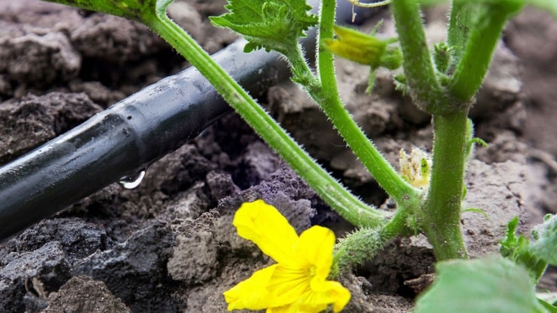 Comment arroser une citrouille en pleine terre : instructions étape par étape pour les jardiniers débutants