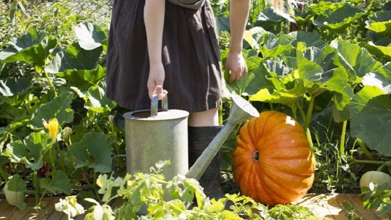 Com regar una carbassa a terra oberta: instruccions pas a pas per als jardiners principiants