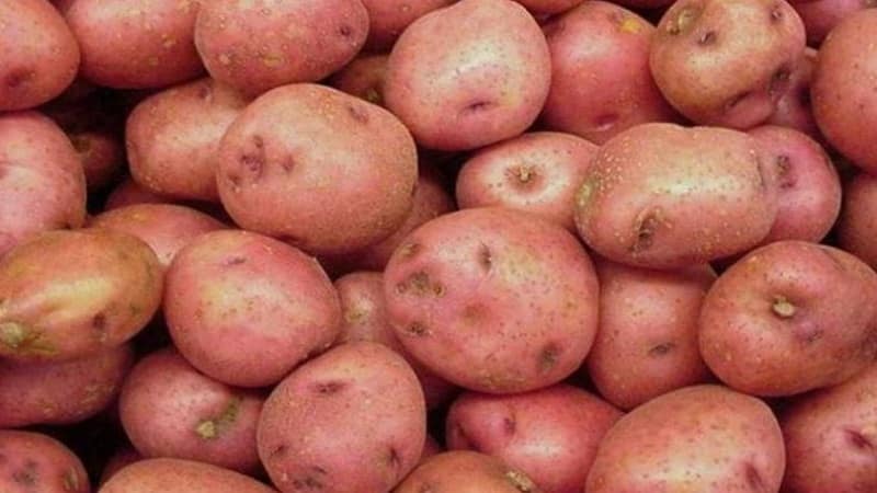 Mid-early table variety of Romano potatoes from Dutch breeders