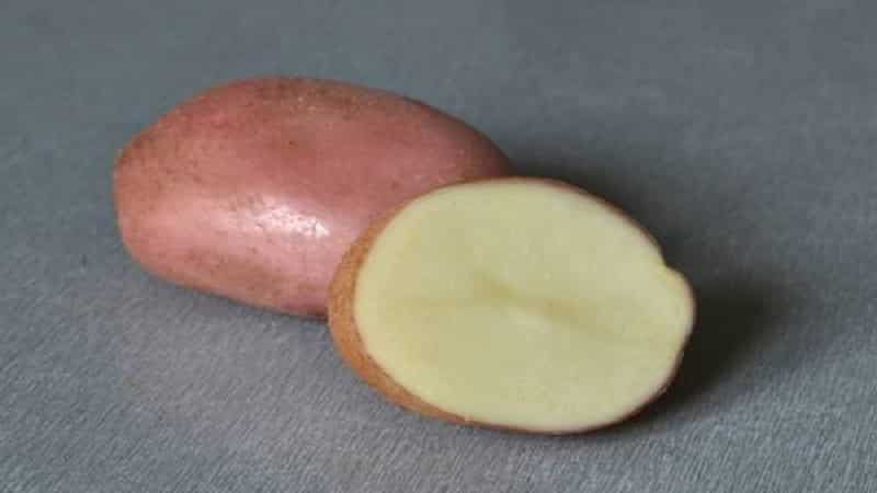 Mid-early table variety of Romano potatoes from Dutch breeders