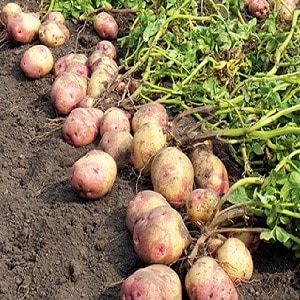 Mittelfrühe Tafelsorte von Romano-Kartoffeln von niederländischen Züchtern