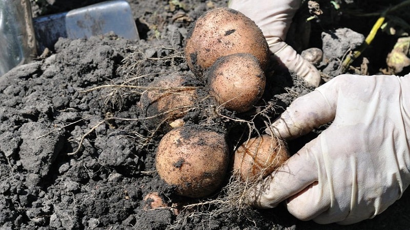 Vidutinio ankstyvumo olandų selekcininkų Romano bulvių veislė