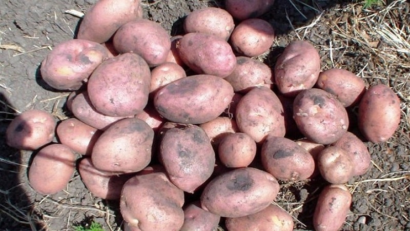 Mid-early table variety of Romano potatoes from Dutch breeders