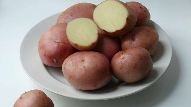 Mittelfrühe Tafelsorte von Romano-Kartoffeln von niederländischen Züchtern