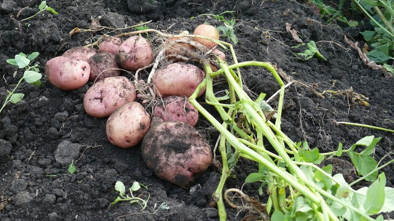 Mittelfrühe Tafelsorte von Romano-Kartoffeln von niederländischen Züchtern