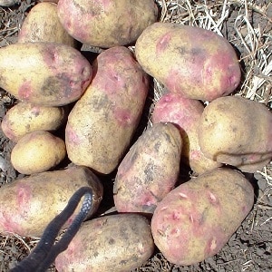 Mittelfrühe Tafelsorte von Romano-Kartoffeln von niederländischen Züchtern