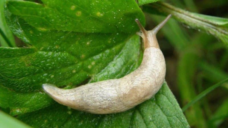 Why cucumbers don’t grow in a greenhouse and how to effectively deal with this problem