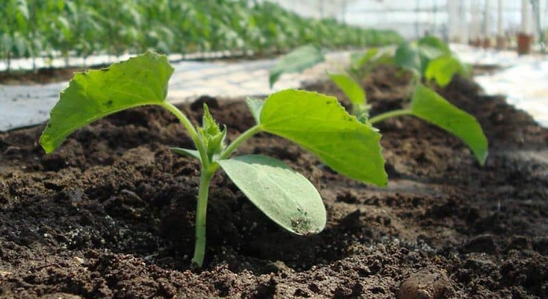 Why cucumbers don’t grow in a greenhouse and how to effectively deal with this problem