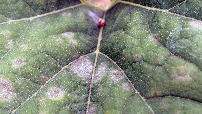 Perché i cetrioli non crescono in serra e come affrontare efficacemente questo problema