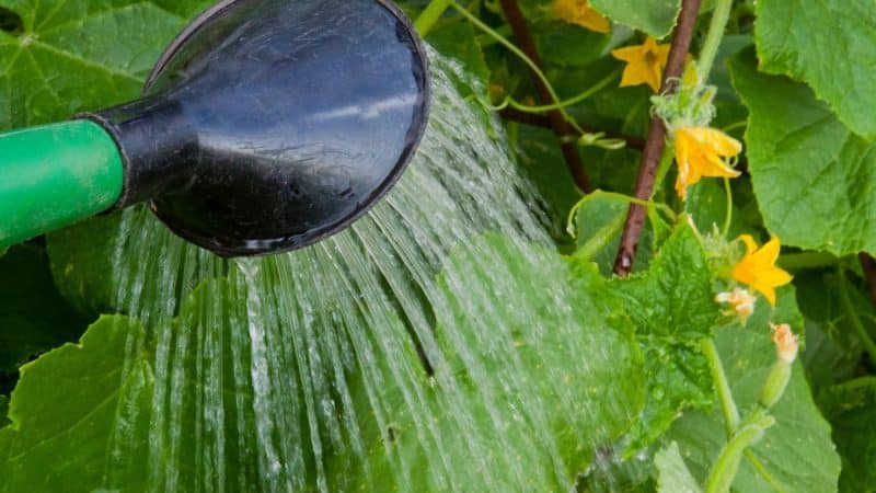 Why cucumbers don’t grow in a greenhouse and how to effectively deal with this problem