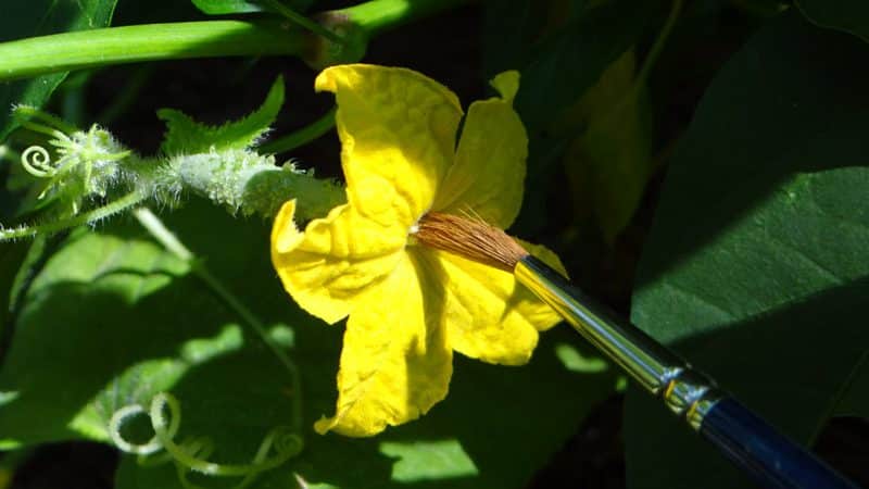 Why cucumbers don’t grow in a greenhouse and how to effectively deal with this problem