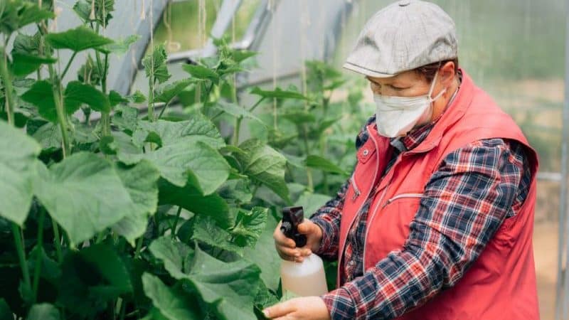 Perché i cetrioli non crescono in serra e come affrontare efficacemente questo problema