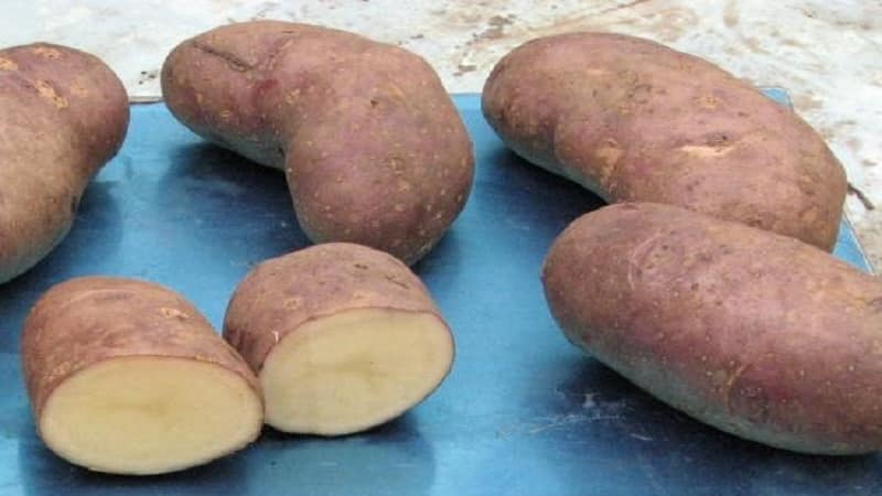 Early table potato variety Tiras of Ukrainian selection