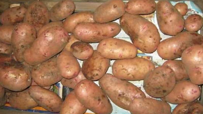 Early table potato variety Tiras of Ukrainian selection