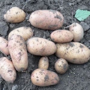 Early table potato variety Tiras of Ukrainian selection