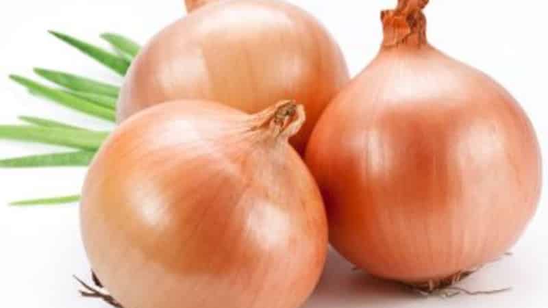 High-yielding Shetana onion variety para sa pangmatagalang imbakan